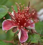 Feijoa